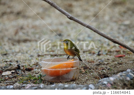 庭に飛んで来た鳥 メジロ、 庭に飛んで来た鳥 メジロ、 116654841