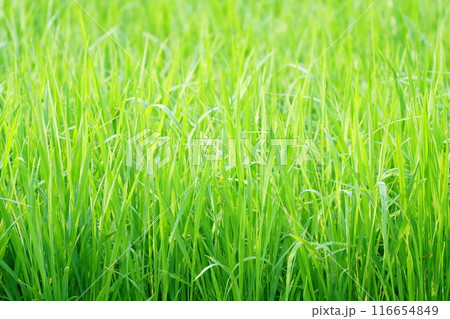 すくすく育つ初夏の稲 116654849