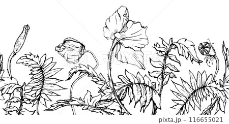 Hand drawn vector graphic botanical illustration flowers leaves. Red poppy papaver, stems buds seedpods. Seamless banner isolated white background. Design wedding, cards, remembrance day stationery 116655021