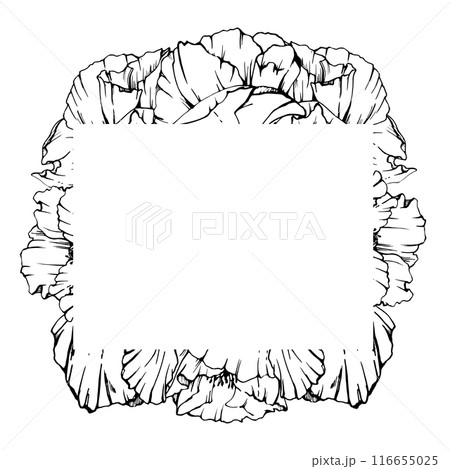Hand drawn vector graphic botanical illustration flowers leaves. Red poppy papaver, stems buds seedpods. Border frame isolated on white background. Design wedding, cards, remembrance day stationery. Hand drawn vector graphic botanical illustration flowers leaves. Red poppy papaver, stems buds seedpods. Border frame isolated on white background. Design wedding, cards, remembrance day stationery. 116655025