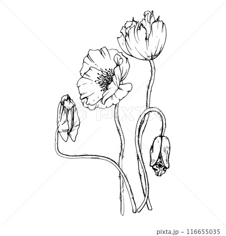 Hand drawn vector graphic botanical illustration flowers leaves. Red poppy papaver, stems buds seedpods. Field bouquet isolated on white background. Design wedding, cards, remembrance day stationery 116655035