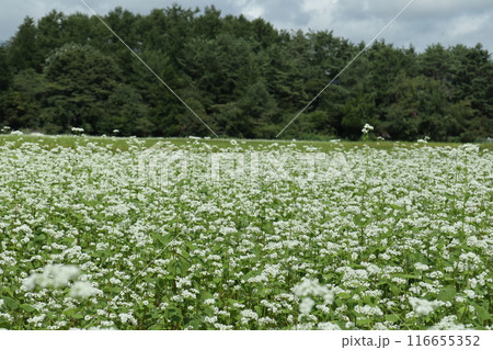 一面に広がる白いソバの花畑 116655352