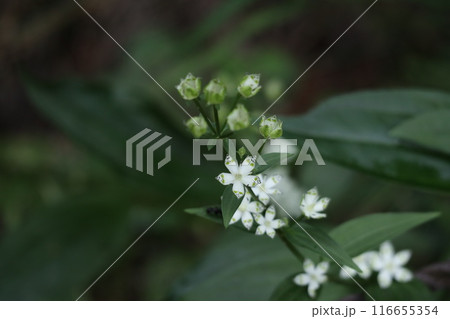 かわいい小さなアケボノソウの花とツボミ かわいい小さなアケボノソウの花とツボミ 116655354
