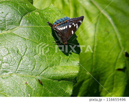 オオイチモンジ 116655496