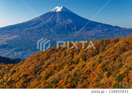 紅葉の三ツ峠から望む冠雪した富士山 紅葉の三ツ峠から望む冠雪した富士山 116655931