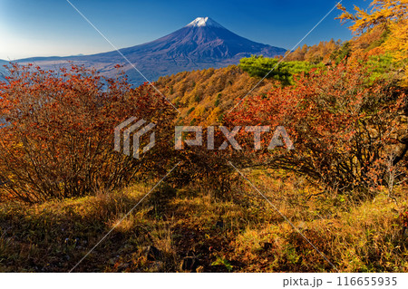 紅葉の三ツ峠から望む冠雪した富士山 116655935