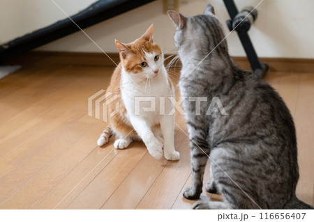 にらみ合う二匹の猫 116656407