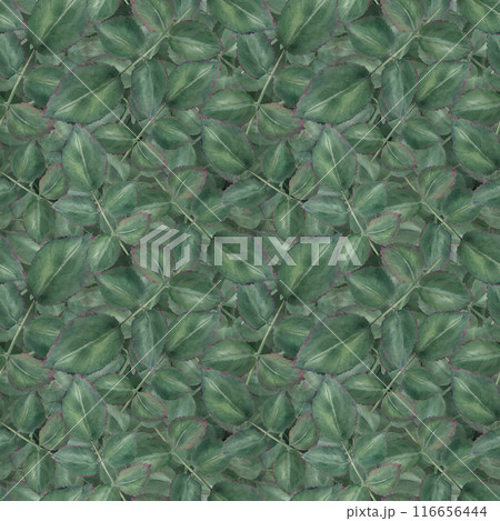 Green leaves. Seamless pattern with Garden rose leaf. Watercolor illustration. Ideal for backgrounds, fabric prints and nature themed project. Dense vibrant and natural texture 116656444