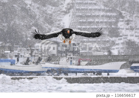 知床の海岸に大きな翼の鳥、オオワシが飛来する 116656617