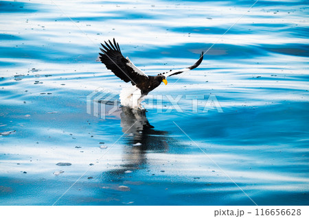 冷たい水面を飛ぶオオワシ、獲物を捕獲する瞬間 116656628