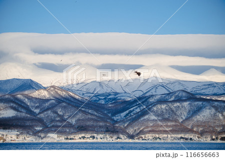 知床の海と空と雪山と自由に飛ぶオオワシ 116656663