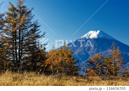 三ツ峠・木無山のカラマツの黄葉と富士山 116656705