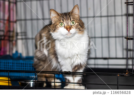 A cat sits in a cage, focusing on the camera with its eyes 116656828