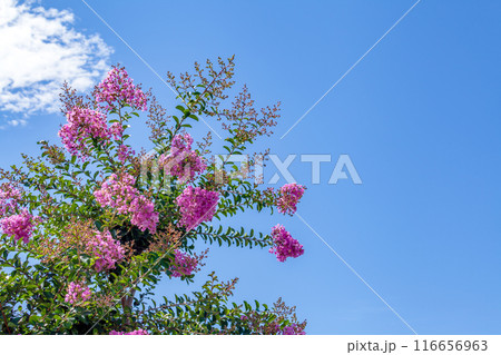 百日紅、サルスベリ、さるすべり【青空バック】 116656963