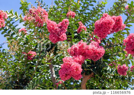 満開の百日紅 116656976