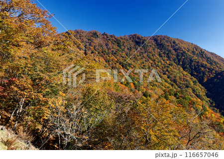 大幡八丁峠から見る紅葉の本社ヶ丸 116657046