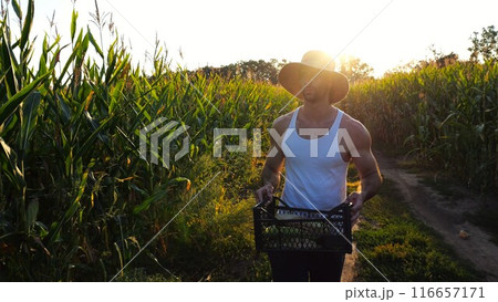 Male farmer with plastic harvest box explores green corn stems while going at field. Young handsome agronomist examines maize stalks during walking on meadow at sunset. Agricultural business concept 116657171
