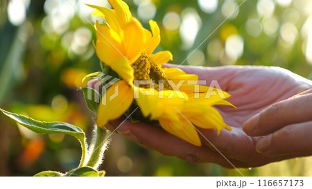 Female hands touching small beautiful sunflower at the field. Arms of woman stroking yellow flower at the meadow at sunset. Close up Slow motion 116657173