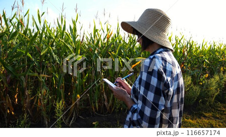 Female agronomist looking the condition stalks of corn and writing data in notebook. Adult farmer in straw hat making notes in notepad on maize meadow at sunset. Concept of agricultural business Female agronomist looking the condition stalks of corn and writing data in notebook. Adult farmer in straw hat making notes in notepad on maize meadow at sunset. Concept of agricultural business 116657174