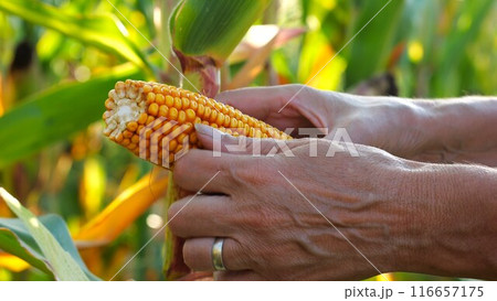 Close up to female hands of a farmer examining ripe cob of corn at green meadow. Adult arms of agronomist exploring yellow sweetcorn on maize field at sunset. Concept of agricultural business. Slow mo 116657175