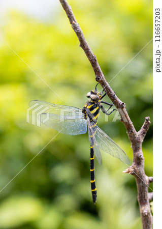 木の枝にとまるオニヤンマのオス 116657203