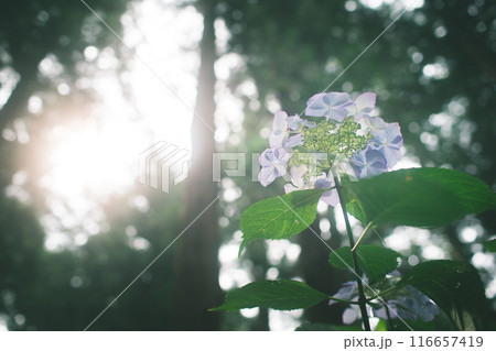 神々しい光を浴びる紫陽花① 神々しい光を浴びる紫陽花① 116657419