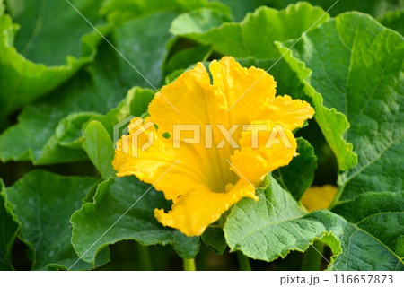 カボチャ（南瓜）雄花 116657873