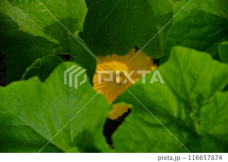 カボチャ（南瓜）雄花 116657874