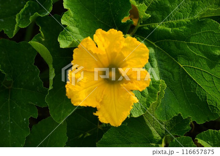 カボチャ（南瓜）雄花 116657875