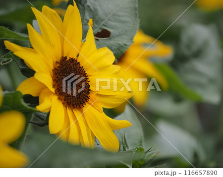ヒマワリ畑のヒマワリの黄色い花をアップで撮影した写真 ヒマワリ畑のヒマワリの黄色い花をアップで撮影した写真 116657890