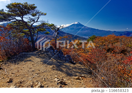 紅葉の清八山から富士山の眺め 116658323