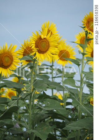 太陽に向かって 116658398