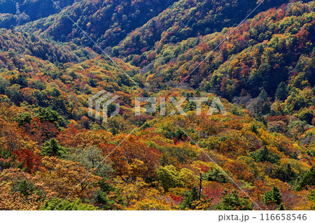 本社ヶ丸稜線から見る紅葉の大幡川の谷 本社ヶ丸稜線から見る紅葉の大幡川の谷 116658546