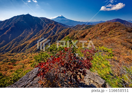 紅葉の本社ヶ丸稜線から見る三ツ峠と富士山 紅葉の本社ヶ丸稜線から見る三ツ峠と富士山 116658551