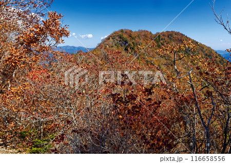 紅葉の清八山から見る本社ヶ丸 116658556
