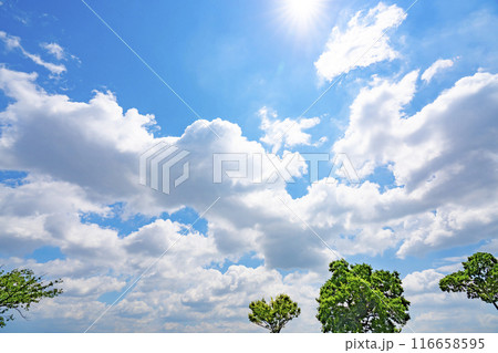 夏の雲と木立と太陽 116658595