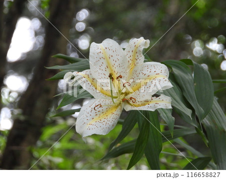 高崎市吉井町小串で撮ったヤマユリの花 116658827
