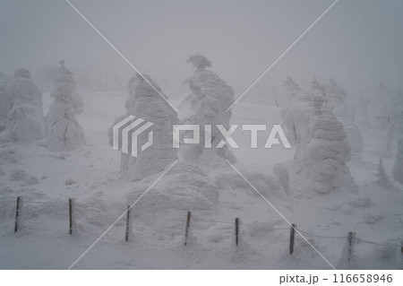 山形県　蔵王の樹氷 116658946