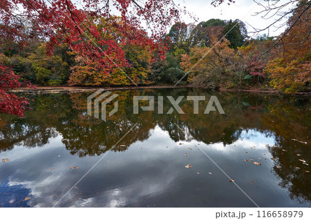 神奈川県　紅葉の震生湖 116658979