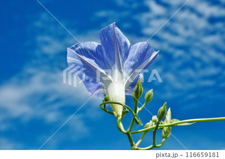 青空に向かって大きく花咲く朝顔 116659181