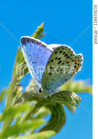 春に草原で見られる青い羽が美しい小さな絶滅危惧種のチョウ、オオルリシジミ 116659238