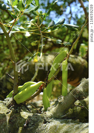 branch of carob tree with some unripe pods 116659289