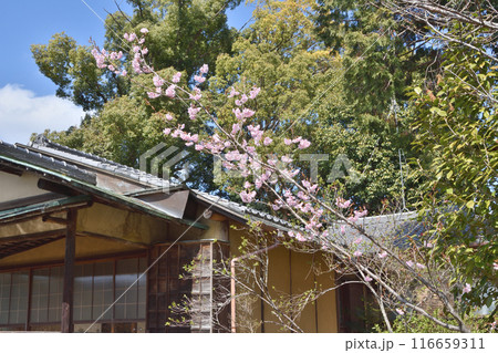 梅宮大社の池中亭と桜 116659311