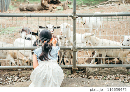ヤギにエサをあげるポニーテールの女の子の後ろ姿 116659473