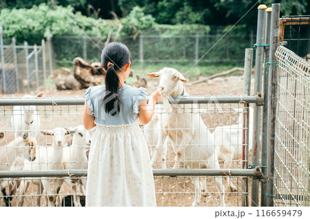 ヤギにエサをあげるポニーテールの女の子の後ろ姿 ヤギにエサをあげるポニーテールの女の子の後ろ姿 116659479