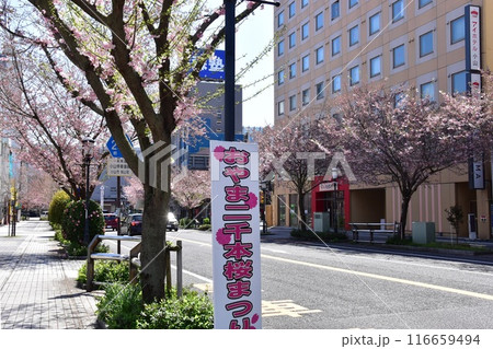 栃木県小山市　JR小山駅西口前通りと満開の思川桜 116659494