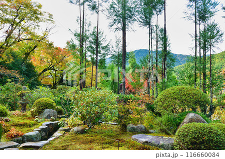 大原 実光院 美しい秋の庭(京都市左京区) 大原 実光院 美しい秋の庭(京都市左京区) 116660084