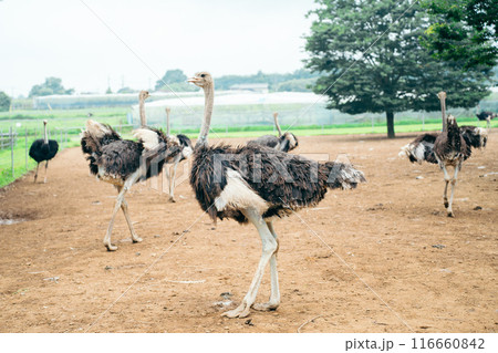 ダチョウ（ダチョウ王国石岡ファーム） 116660842