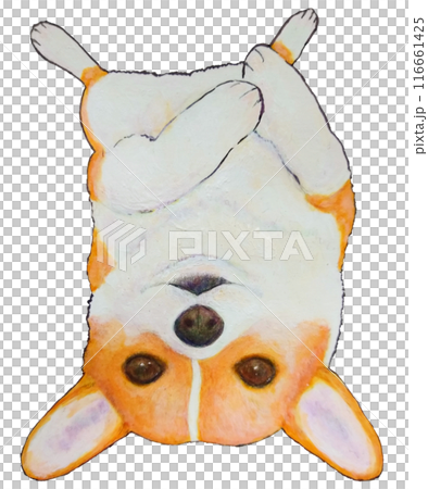 仰臥柯基犬 116661425