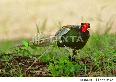 草原や田んぼで見られる身近な野鳥、緑色の羽が美しい日本の国鳥キジ 草原や田んぼで見られる身近な野鳥、緑色の羽が美しい日本の国鳥キジ 116661632
